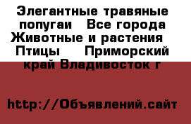 Элегантные травяные попугаи - Все города Животные и растения » Птицы   . Приморский край,Владивосток г.